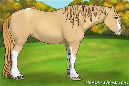 Horse Color:Gold Champagne Splash Tobiano