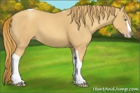 Horse Color:Gold Champagne Splash Tobiano