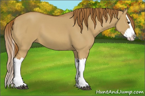 Horse Color:Red Dun Splash 