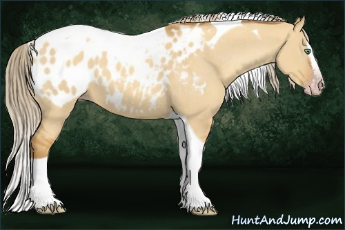 Horse Color:Gray Gold Cream Champagne Dun Splash Tobiano Appaloosa 
