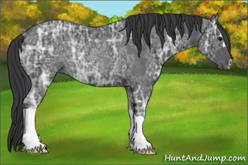 Horse Color:Black Ice Rabicano