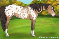 Horse Color:Sable Champagne Roan Splash Appaloosa 
