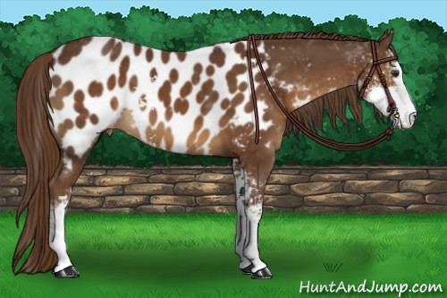 Horse Color:Liver Chestnut Sabino Appaloosa 