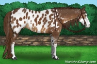 Horse Color:Liver Chestnut Sabino Appaloosa 
