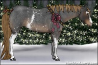 Horse Color:White Spotted Liver Red Roan 