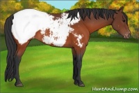Horse Color:Brown Appaloosa 