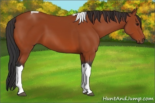 Horse Color:Bay Tobiano 