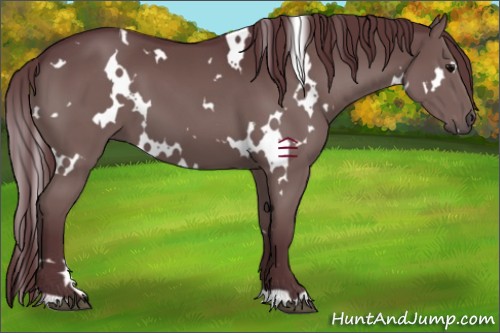 Horse Color:White Spotted Chocolate Grullo 