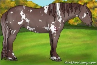 Horse Color:White Spotted Chocolate Grullo 