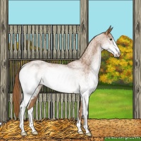 Horse Color:White Spotted Chestnut