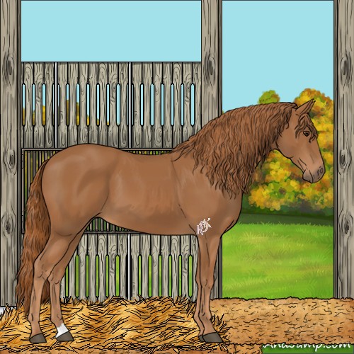 Horse Color:Chestnut 