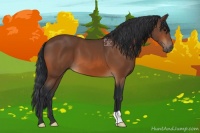 Horse Color:Bay 