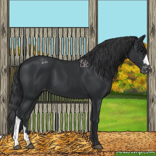 Horse Color:Black Appaloosa 