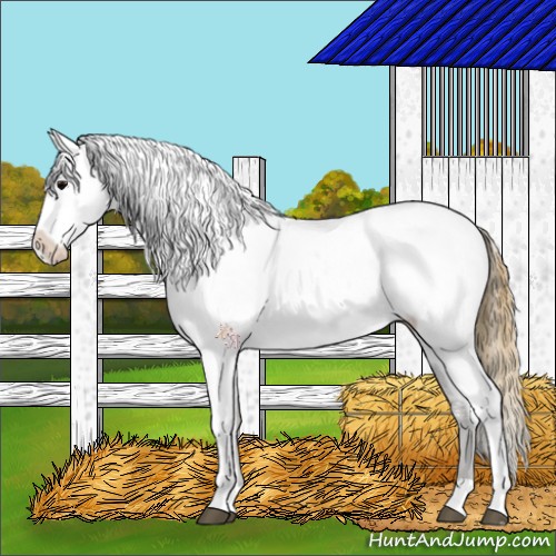 Horse Color:Smoky Black Blanket 