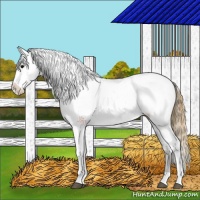Horse Color:Smoky Black Appaloosa 