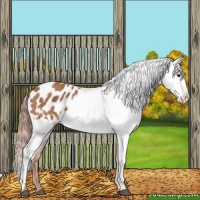 Horse Color:Chestnut Appaloosa 
