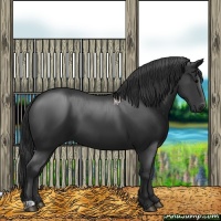 Horse Color:Black 