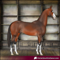 Horse Color:Bay 