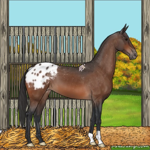 Horse Color:Bay Appaloosa 