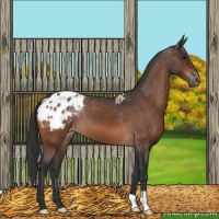 Horse Color:Bay Appaloosa