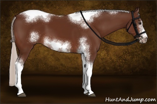 Horse Color:Silver Brown Sabino Tobiano Frame 