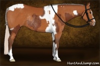 Horse Color:Silver Brown Tobiano Rabicano  and Silver Buckskin Sabino Tobiano Rabicano 