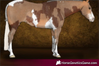 Horse Color:Silver Brown Tobiano Rabicano and Silver Buckskin Sabino Tobiano Rabicano
