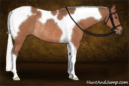 Horse Color:Silver Bay Tobiano Rabicano 