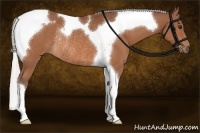 Horse Color:Silver Bay Tobiano Rabicano 