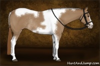 Horse Color:Chestnut Tobiano Frame Rabicano 