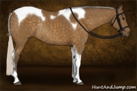 Horse Color:Silver Buckskin Tobiano Rabicano 