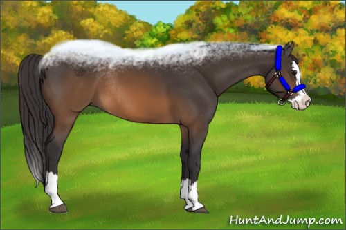 Horse Color:Buckskin Sabino Splash Rabicano