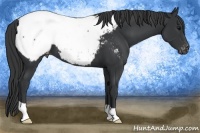 Horse Color:Black Appaloosa
