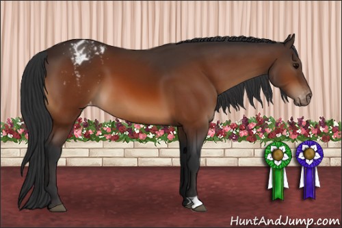 Horse Color:Bay Appaloosa 