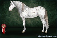 Horse Color:Chestnut Sabino Leopard 