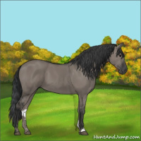 Horse Color:Grullo
