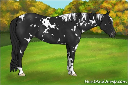 Horse Color:Gray White Spotted Black Appaloosa 