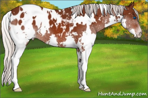 Horse Color:White Spotted Silver Brown Splash Appaloosa 