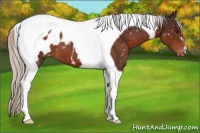 Horse Color:Silver Brown Tobiano Appaloosa 
