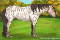 Horse Color:Amber Champagne Near Leopard and Amber Champagne Near Leopard Rabicano