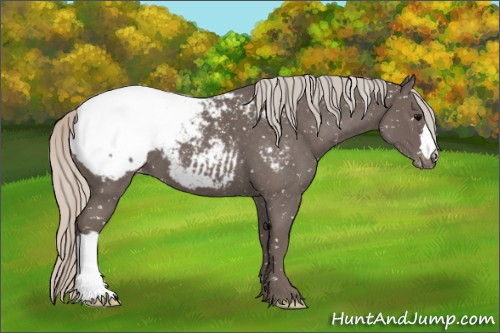Horse Color:Silver Blue Roan Appaloosa