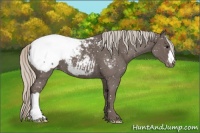 Horse Color:Silver Blue Roan Appaloosa 