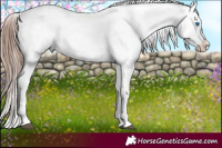 Horse Color:Liver Chestnut Sabino Splash Appaloosa and Liver Chestnut Sabino Splash Frame Appaloosa