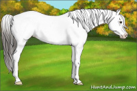 Horse Color:Liver Chestnut Splash Appaloosa 