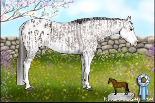 Horse Color:Liver Chestnut Sabino Splash Appaloosa  and Gray Liver Chestnut Sabino Splash Appaloosa 