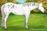 Horse Color:Liver Chestnut Sabino Splash Appaloosa  and Gold Champagne Sabino Splash Appaloosa 