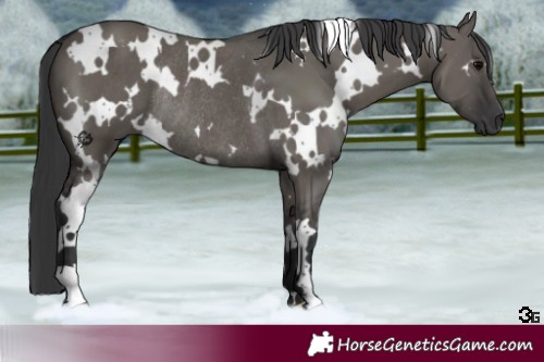 Horse Color:White Spotted Grullo Rabicano 