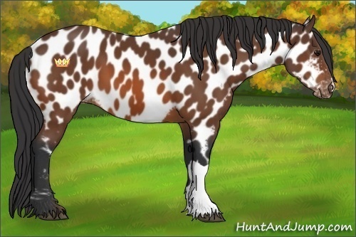 Horse Color:Bay Appaloosa 
