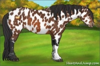 Horse Color:Bay Near Leopard