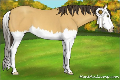 Horse Color:Amber Champagne Splash 